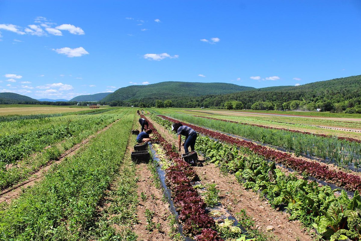 We are looking for a few more kale and cabbage gleaning volunteers for tomorrow morning at 9:30AM in Schoharie! This is a great opportunity to get outside and help support one of our most impactful programs, Squash Hunger. Contact Kim at volunteer@capitalroots.org to sign up.