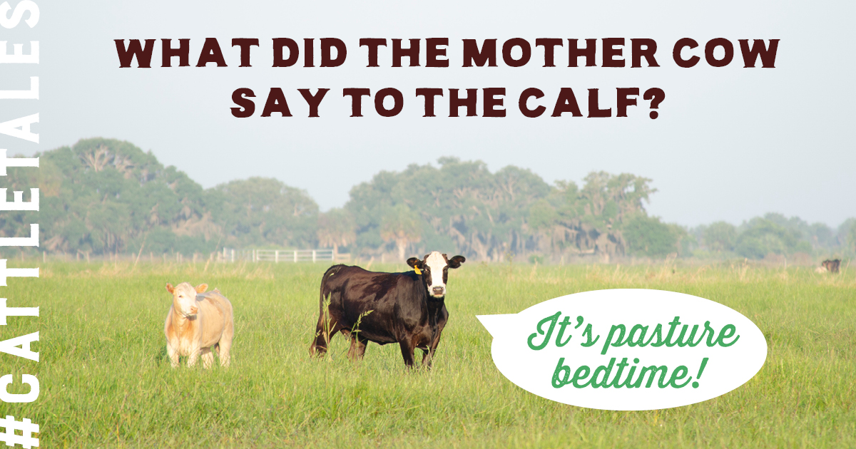CattleTales's tweet image. Gotta love a good cow joke. 😆 #NationalTellAJokeDay #CattleTales
