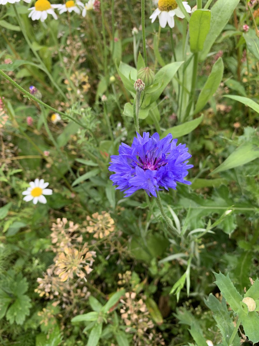 imagerybyfergal's tweet photo. Modern mobile phones are perfect for capturing nature while on the hoof. These wildflowers were in full bloom on my doggie dander today. Calendula, Corn Marigold, Cornflower and Common Popply, to name just a few. #wildflowers #irishsummer #mentalhealth https://t.co/bhOuJlu6ej