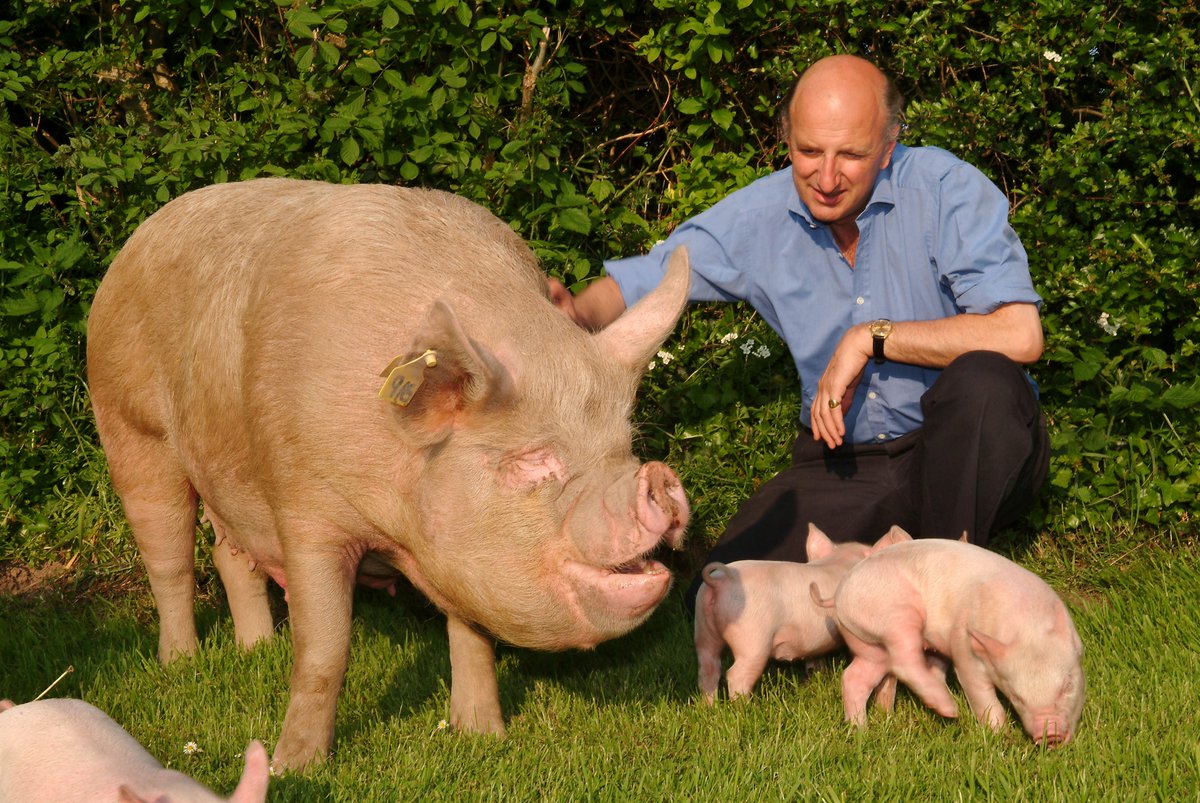 Introducing the #SucklingPig from our #MiddleWhite Herd, a beautifully tender and sweet meat.  Put these meticulously line-bred pigs at the heart of your autumn menu!