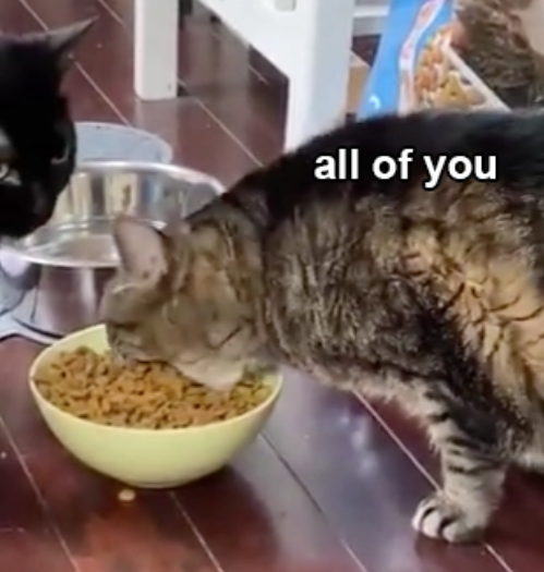 Meeix (pronounced: “makes”) tweet media