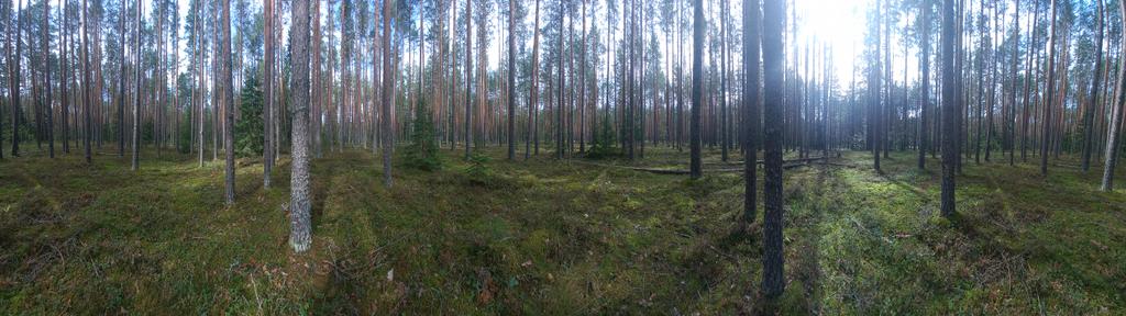 Панорама леса в августе 🌲🌲🌲