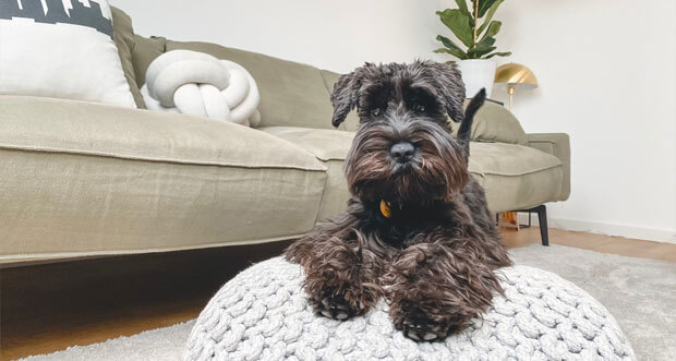 Per App den Hund überwachen - Immer wissen was das Haustier macht iplayapps.de/per-app-den-hu…