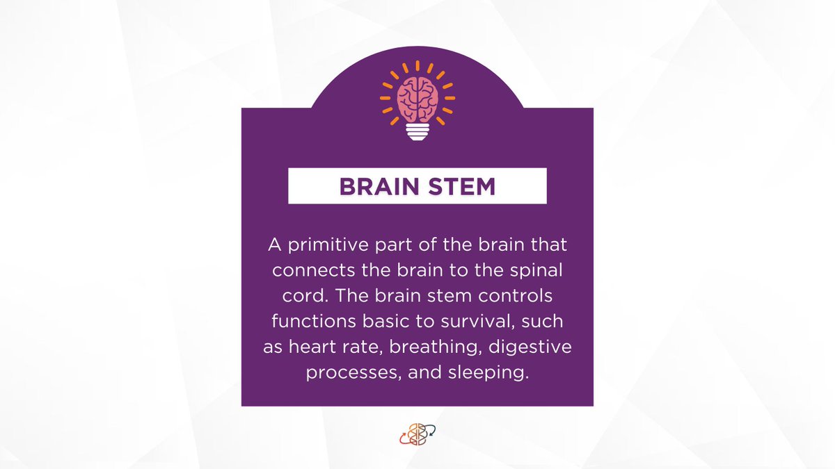 KwikLearning's tweet photo. Did you know?π€
The brain stem is about the size of our thumb and only about three inches long.π§
But without it, we wouldn't be able to perform any functions that keep us alive.π€―
#jimkwik #brain #kwiklearning #limitless #braincoach https://t.co/TVLt4erJA1