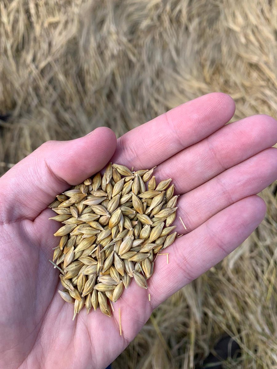 CROP UPDATE - The 2021 Spring crop #harvest is well under way across the country. Here's some good looking  #Planet #barley waiting to be cut. Our procurement manager <a href="/JonnyRobots/">Jonny Roberts</a> couldn't help but pick a few grains for closer inspection 🧐 #plump