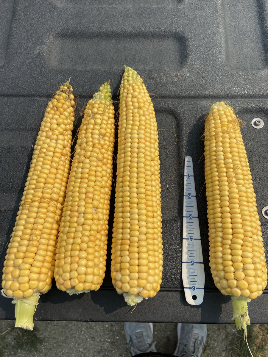 Shane Terry tweet media