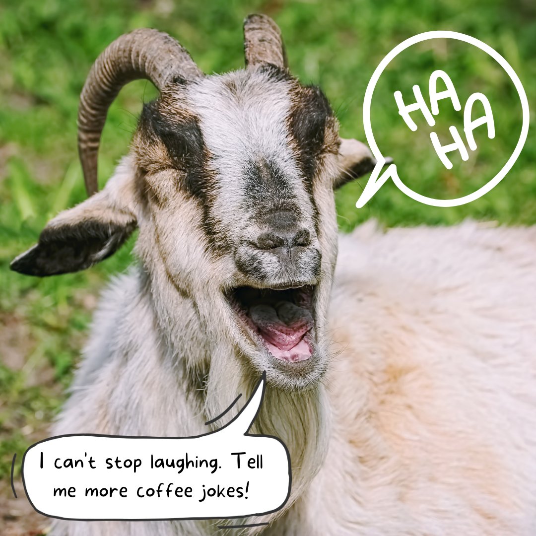 drinkgrumpygoat's tweet photo. In honor of national tell a joke day… What did the Brazilian coffee say to the Indonesian coffee? “What's Sumatra with you?” 🤣☕ We want to hear some of your best coffee jokes!

#❤️🐐☕ #grumpygoat #goodcoffee #coffeebeans #coffeecompany #getgrumpy #premiumcoffee #origincoffee https://t.co/rlRuqOD9tV