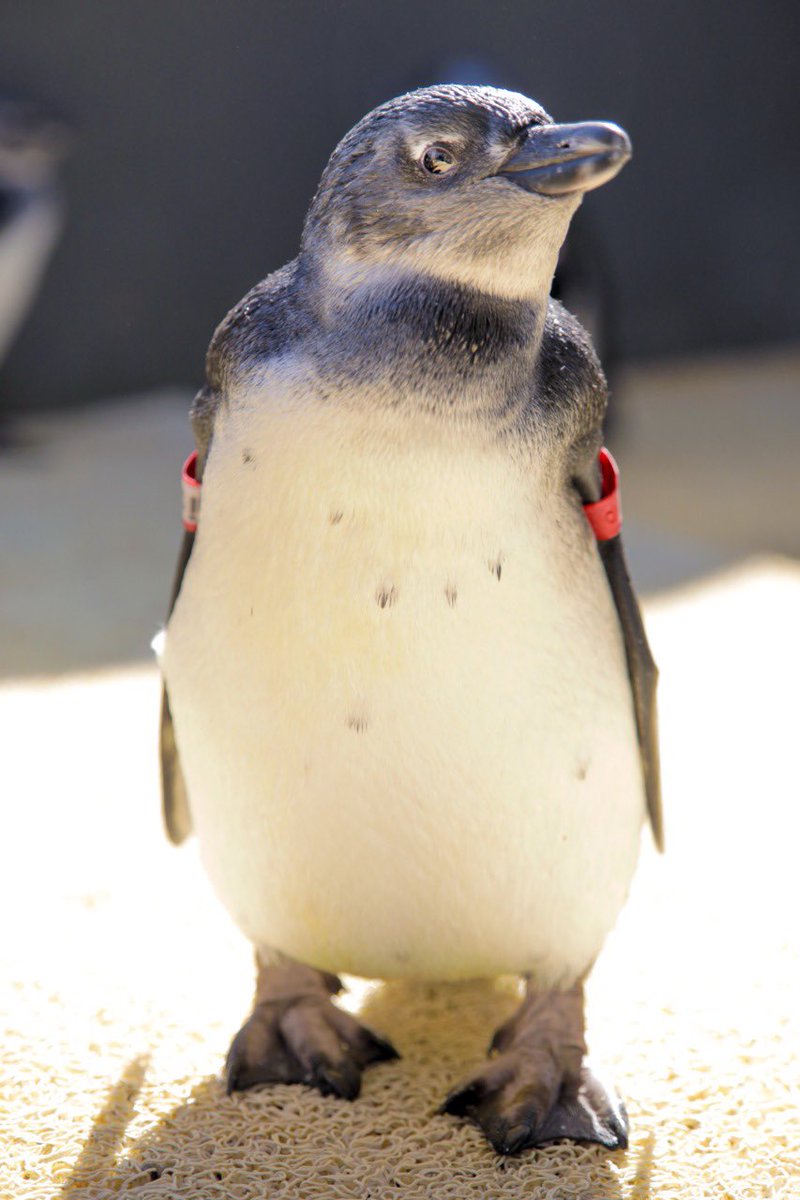 You will be playing a role in helping us save the lives of the endangered African penguins we admit. You must know by now that this species is in trouble and if we work together then we could turn their fate around. Their very existence depends on our conservation efforts! 🐧
