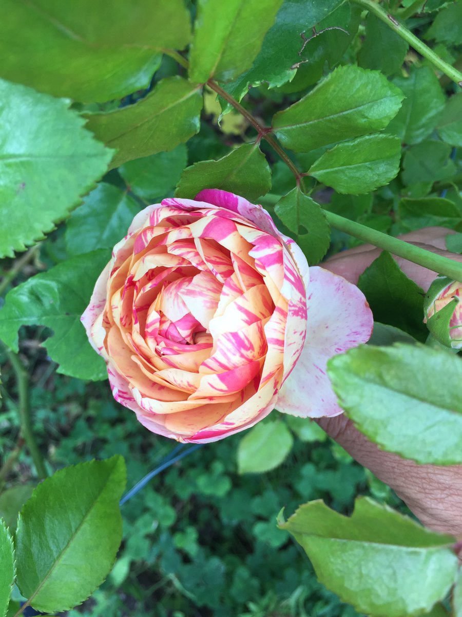 mabstractales's tweet photo. If you care about the rose, it replies to you with thanks. #rose #gardening #gardeninglove #Flowers #iloverose #GardeningTwitter https://t.co/oGuj7jw3h5