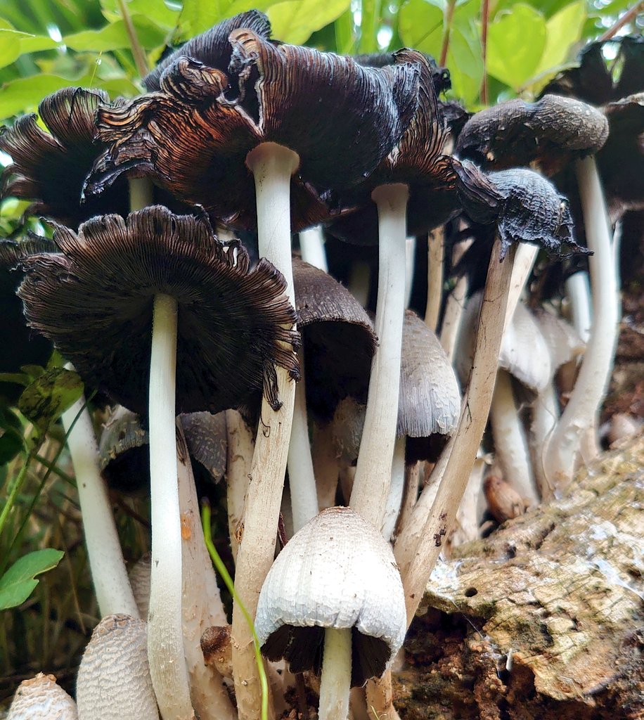 キノコ Twitter Search