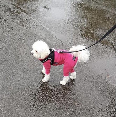 Jolene Angel and Dobby! tweet media