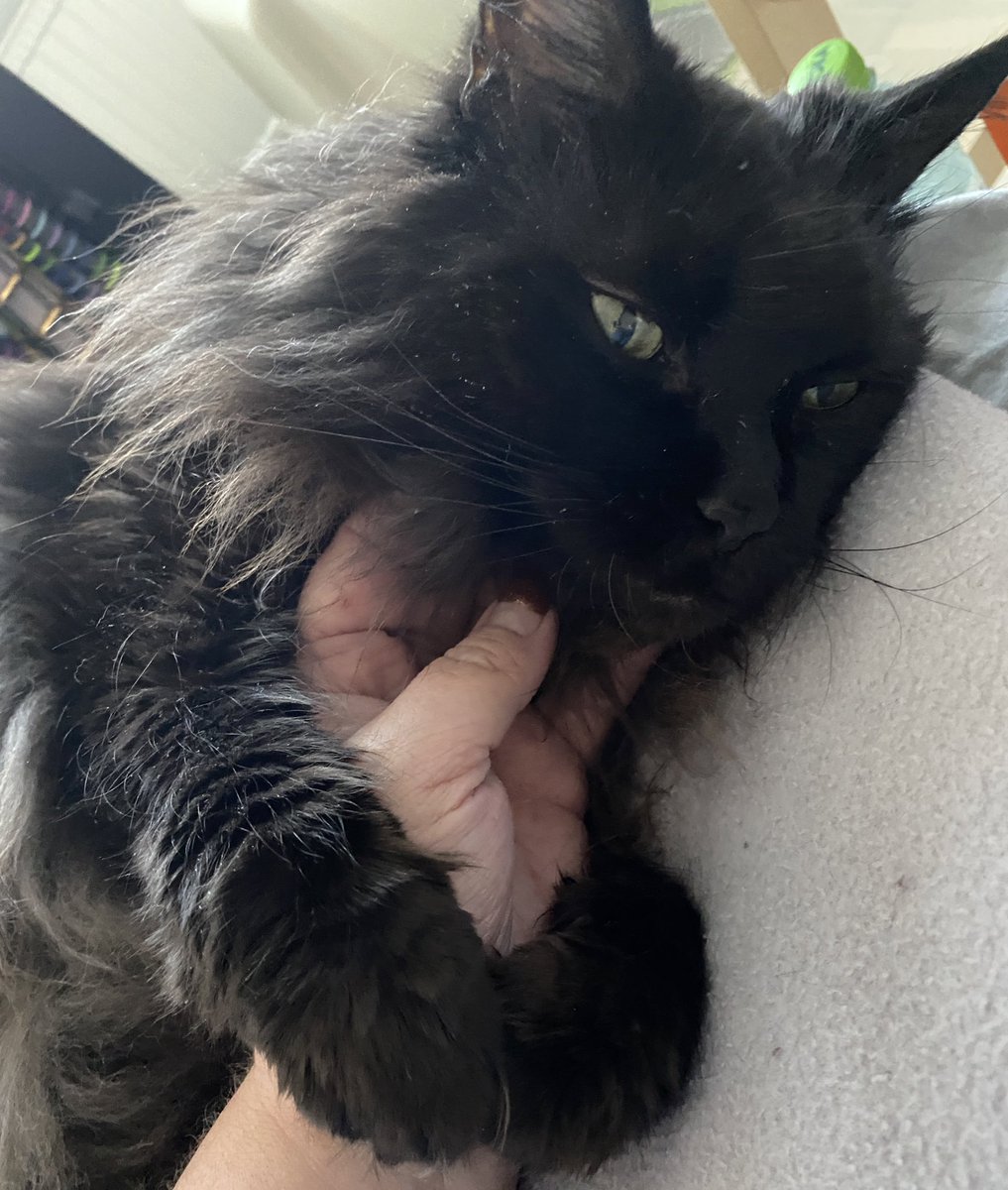 TheBlackFluff's tweet photo. I love my hoomum. ❤️ https://t.co/iCS6jHgmnQ