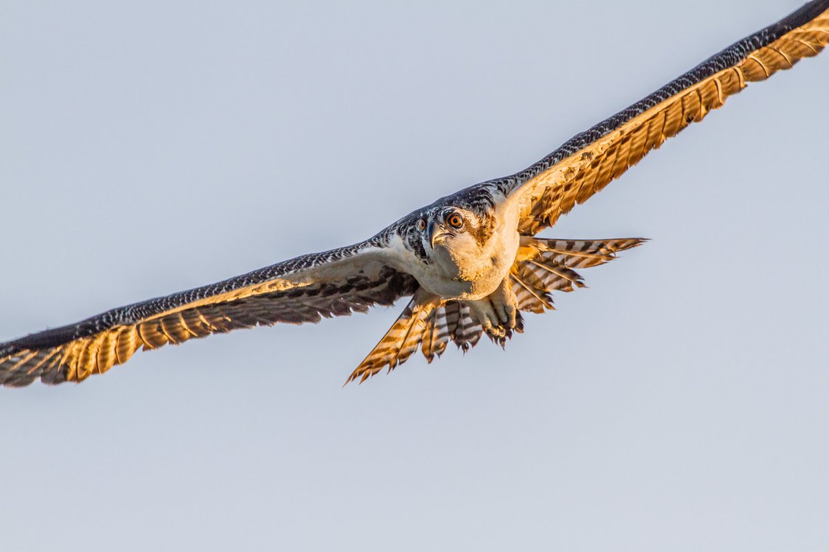 dscvranimals's tweet photo. A ground-breaking project that reintroduced ospreys to England and helped bring them back to Wales has seen its 200th chick fledge this year 🦅

Discover more about the Rutland Osprey Project here 👉 https://t.co/RGN1AQlziM

📸; Andy Morffew, Andrew Mason, and Andy Rouse. https://t.co/yQ30ylRgf0