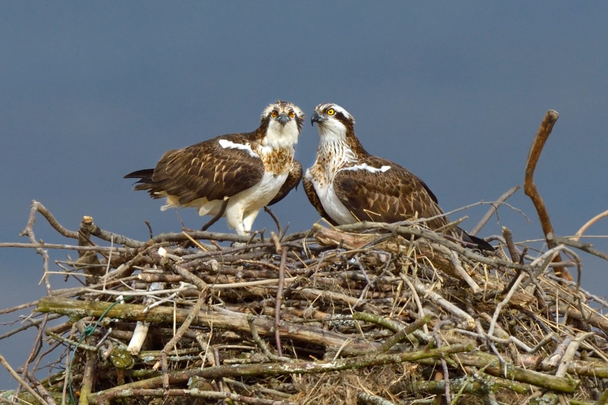 A ground-breaking project that reintroduced ospreys to England and helped bring them back to Wales has seen its 200th chick fledge this year 🦅

Discover more about the Rutland Osprey Project here 👉 bit.ly/3xQq30o

📸; Andy Morffew, Andrew Mason, and Andy Rouse.