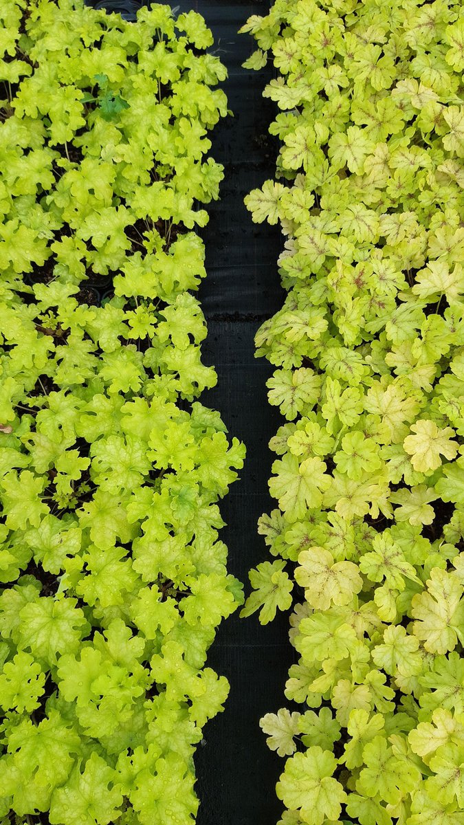 A collection of photos from our incredible 2L Heucheras looking amazing