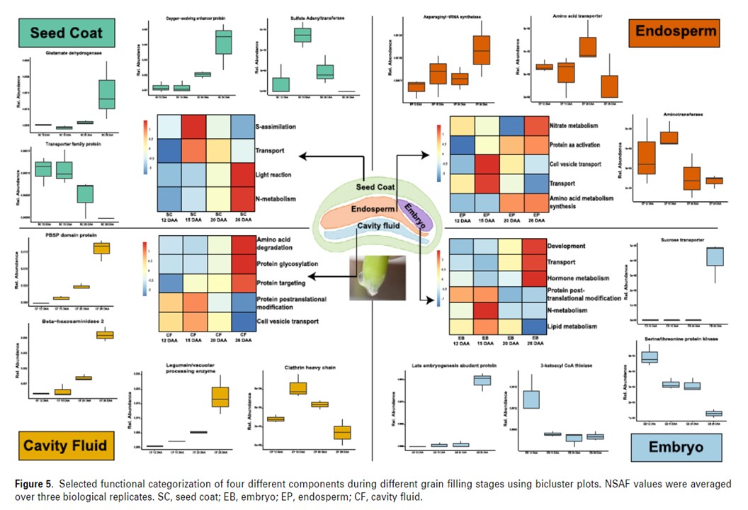 Excited to share our recent paper <a href="/ThePlantJournal/">The Plant Journal</a> on Multiomics and grain filling process in wheat. Congratulations to all the authors @PjDEH1SOkTcvdPo #Mitra #PrasadBajaj <a href="/rajvarshney/">Rajeev Varshney FRS</a> <a href="/palak3129/">Palak Chaturvedi</a> #ProfJiang <a href="/WeckwerthWolf/">Univ.-Prof. Dr. Wolfram Weckwerth</a> <a href="/univienna/">Universität Wien</a> <a href="/ICRISAT/">ICRISAT</a> onlinelibrary.wiley.com/doi/10.1111/tp…