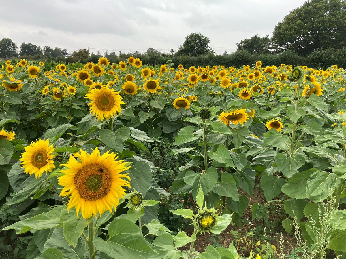 FarmViewUK's tweet photo. Busy Bees enjoying the sunflowers today https://t.co/L7YyHJKGEe