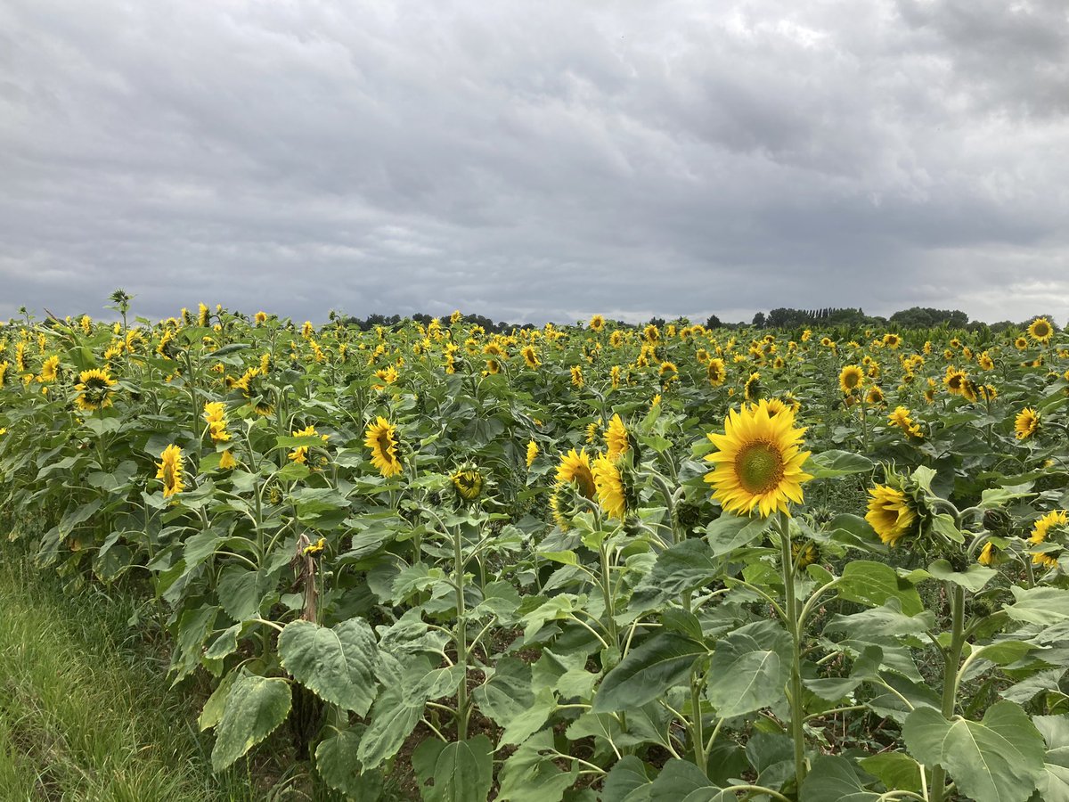 FarmViewUK's tweet photo. Busy Bees enjoying the sunflowers today https://t.co/L7YyHJKGEe