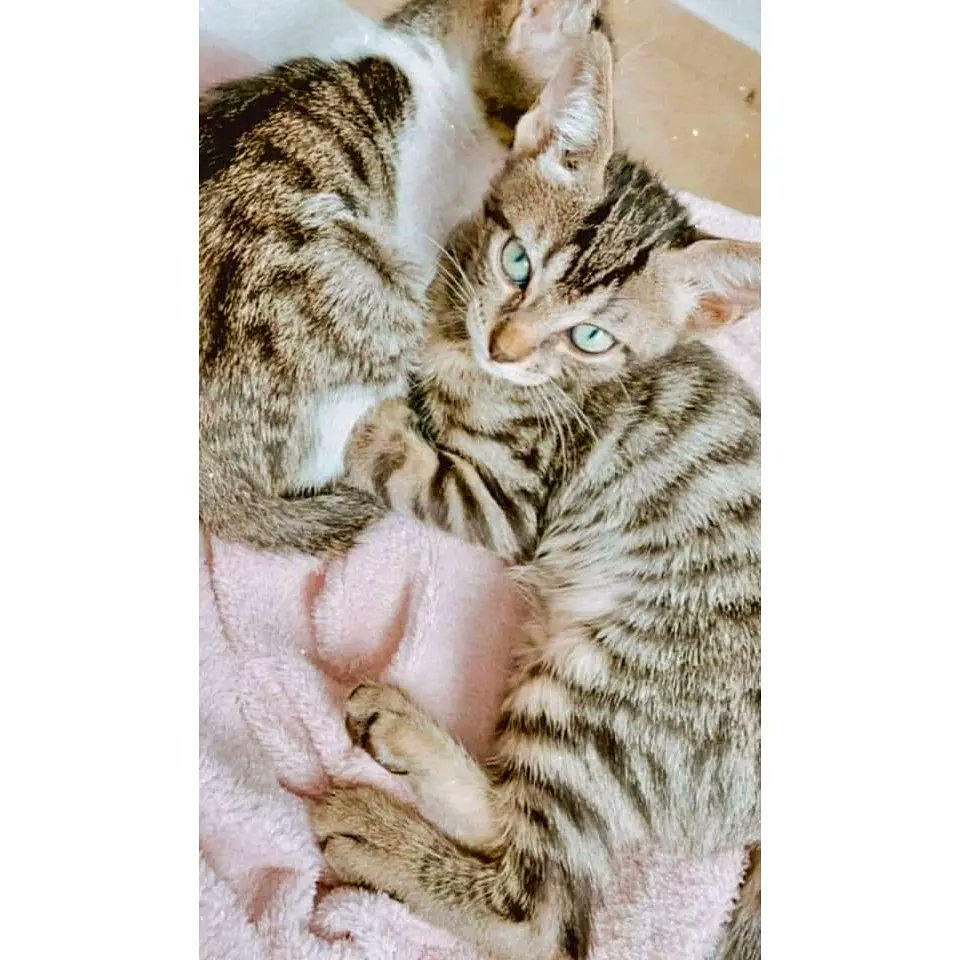 malaga_felina's tweet photo. No son sus mejores fotos😅. Pero aquí están Misca y Nimis, inseparables❤️. Hermanitos de 4 meses que siguen buscando familia. Separarlos sería una pena😞. ¿Nos ayudáis a que encuentren familia definitiva?🙏 #torremolinos #malaga #malagafelina #gatos #FF #Fuengirola #marbella https://t.co/W6PXd8s3jm