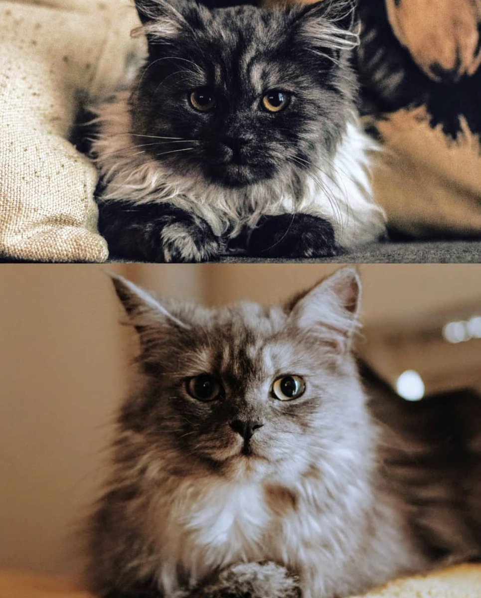 shidoni's tweet photo. Glow up! 🥰 https://t.co/tGH33ZVDWr
