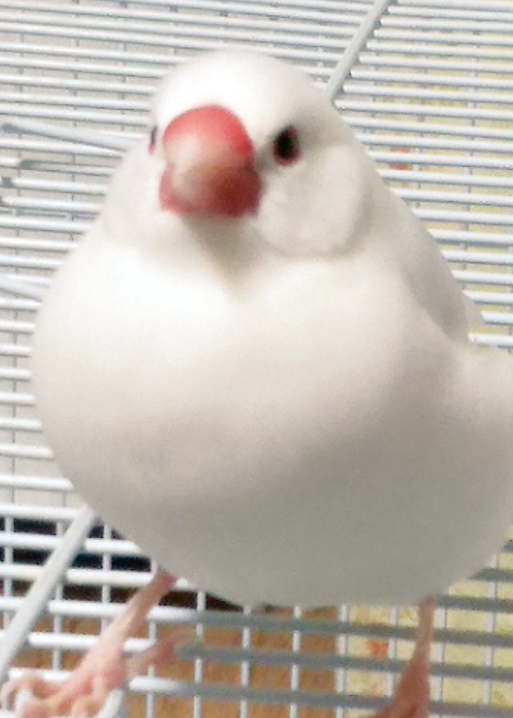 dekamaro_33's tweet photo. あのね、鳥生初めて体重25.5グラムになったんだよ♥ https://t.co/sSJyWS4nA0