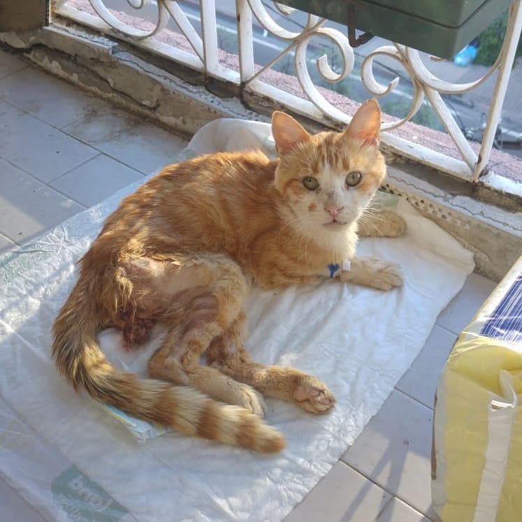 KUZEYIN HALİ BU ZORLU SÜREÇ DEVAM EDIYOR😪 SİZLERIN DESTEĞINE IHTIYACI VAR ÇOK AMA ÇOOOK VAR ..LÜTFEN ACI ÇEKMEK DESTEK OLMAK KADAR KOLAY DEĞIL.ONUN NE CEKTIGINI EMPATI YAPARAK HISSEDEN SEVGILI PATI DOSTLAR NEOLUR DESTEK OLUN 😓🙏ILACI YETISMIYOR VE KLINIK.MASRAFI YÜKLÜ 🥺