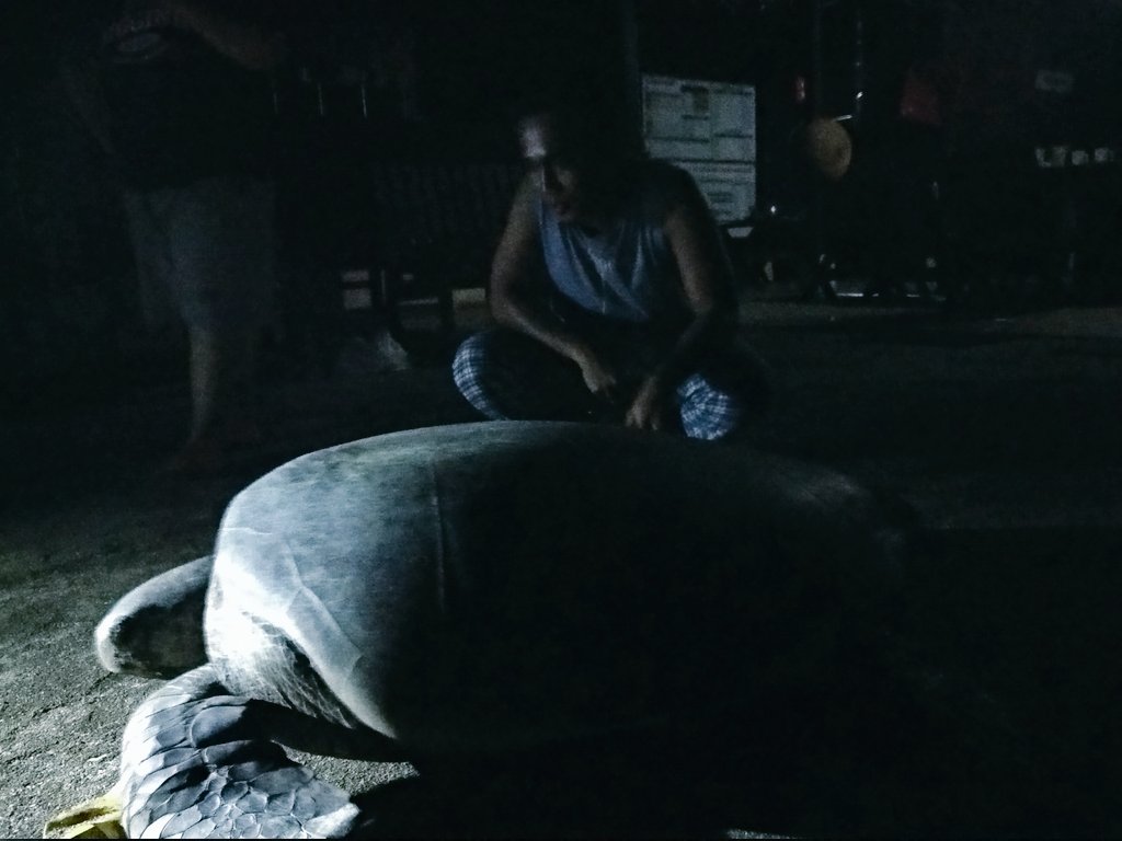 yayasukkieee's tweet image. Ada orang tu buat special appearance dekat tempat kerja kita, last2 jadi free manpower untuk kami 🤣

#turtleconservationist