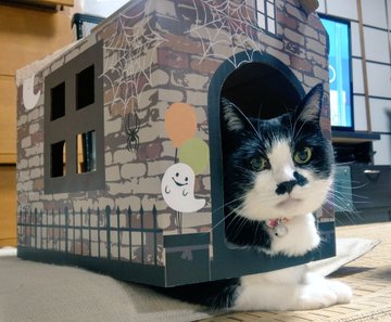 セリアすごい 110円で買えるハロウィーン仕様のキャットハウスにネット民 110円 安っ セリア素晴らしい 100円ならいいよねー の声 2 2 いまトピ