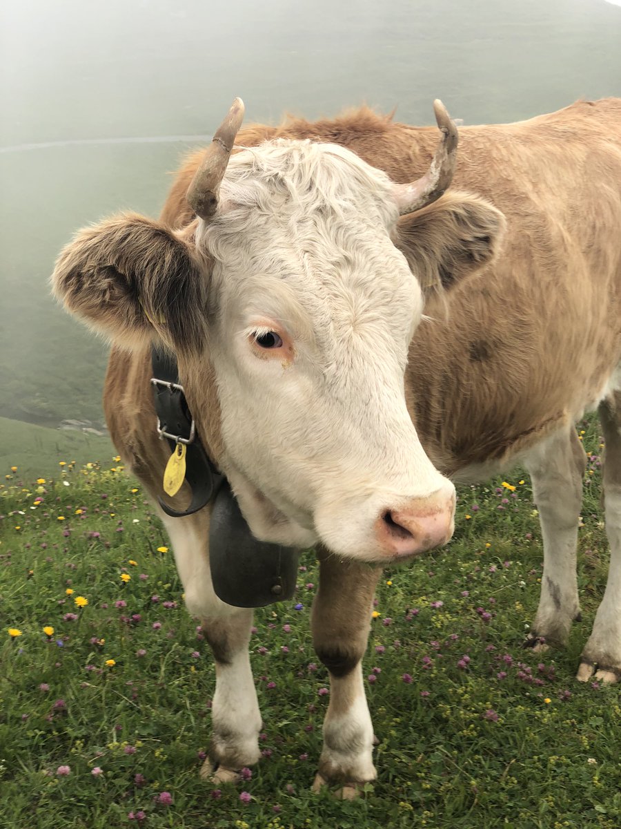 jmdufaux's tweet photo. Magnifique village de #grindelwald dans le #berneroberland en #suisse #Switzerland @GrindelwaldCH @myinterlaken @MySwitzerland_e #inlovewithswitzerland #myswitzerland #swisstravelsystem #swisstravelpass @siegehublot #firstmountain https://t.co/t5U48VrBtJ