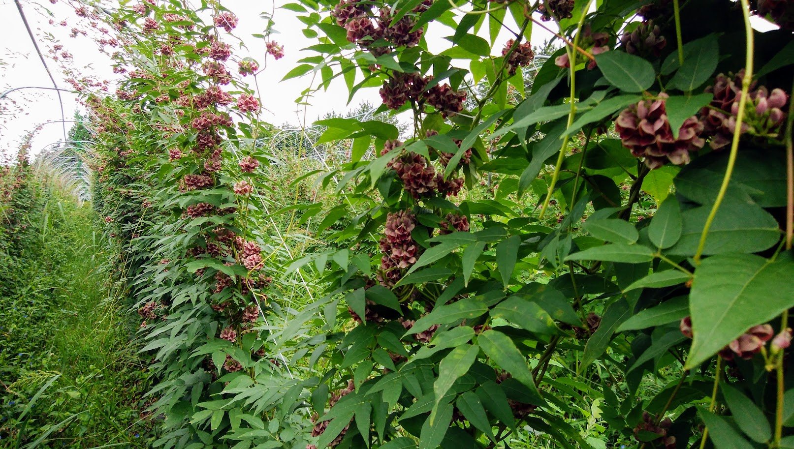 佐井村アピオス農園 青森県下北半島 Sai Apios Farm アピオスの花の季節も終盤戦 雑草も伸び放題だけど 花が咲いてる間は刈ってる暇がない 今の時期に確保した原料で アピオス花茶を通年販売しています T Co 8qpnpdh8y6 Twitter 佐井村アピオス農園 青森県下北半島 Sai Apios Farm アピオスの花の季節も終盤戦 雑草も伸び放題だけど 花が咲いてる間は刈ってる暇がない 今の時期に確保した原料で アピオス花茶を通年販売しています T Co 8qpnpdh8y6 Twitter