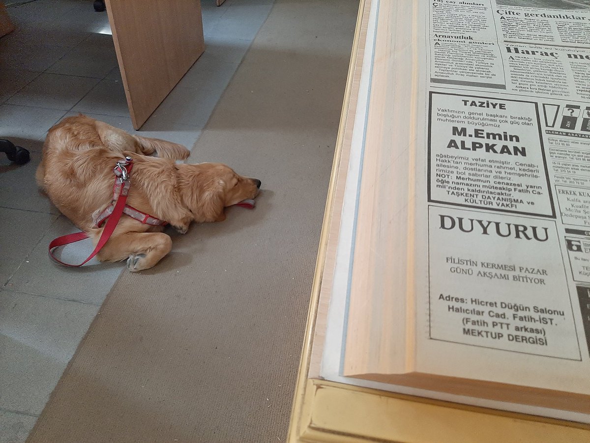 ragip_kiraz's tweet photo. Senin bu tezi bitireceğin yok ben uyuyorum https://t.co/K02ZiaQm3r