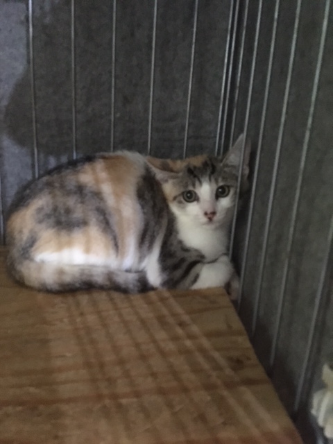 Little_Cats16's tweet photo. 【#Yuuさんの猫屋敷】
～今日の新顔ちゃん。～
詳細→https://t.co/nNxHVsZvAS

新顔の...
①三毛「ピューちゃん」💕
②三毛「ポヨちゃん」💕
生後３ヶ月くらいです🐱

こちらは...
③イケメンの「アランくん」😼
④「アランくん」と仲良しな二本足歩行の「イブちゃん」です😻

#リトルキャッツ https://t.co/tn7Axf5Kt3