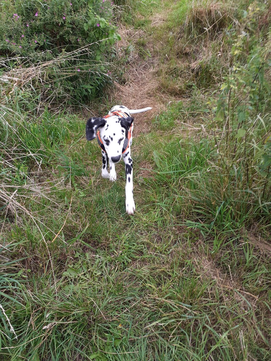 My effort to join #nursesactive lunchtime walk round the woods with Derek the dalmatian #dalmations <a href="/CNS_IVnurse/">Maya Aquino-Guerrero RN🇵🇭🇬🇧</a>
<a href="/wendybr67167930/">wendy briggs</a> <a href="/SueGreen666/">Sue Green</a> <a href="/Hudson_Karen25/">KarenHudson</a> <a href="/Shelley57073925/">Shelley Bailey</a> <a href="/DrNaomiChapman2/">Dr Naomi Chapman</a> <a href="/CRBrownNI/">Chris Brown</a>