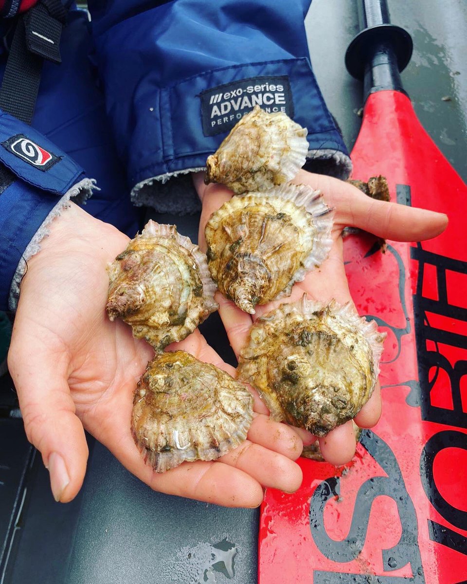 What do you know about Native Oysters? I learnt heaps recently about these impressive ecosystem engineers and biodiversity boosters at @seawilding in Loch Criagnish! More in my latest Instagram post Instagram.com/cal_major
