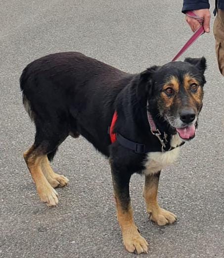Huellas_Cs's tweet photo. Aquí viene otro de nuestros sénior 😊 Dino tiene 11 años, pesa 33 kg y es un buenazo que se lleva bien con todos. Buscamos una familia con la que pueda pasar su vejez bien tranquilo. ¿Nos ayudas a difundir?
#HuellasCallejerasCS #UnHogarParaDinoHC https://t.co/f7bupT4yQv