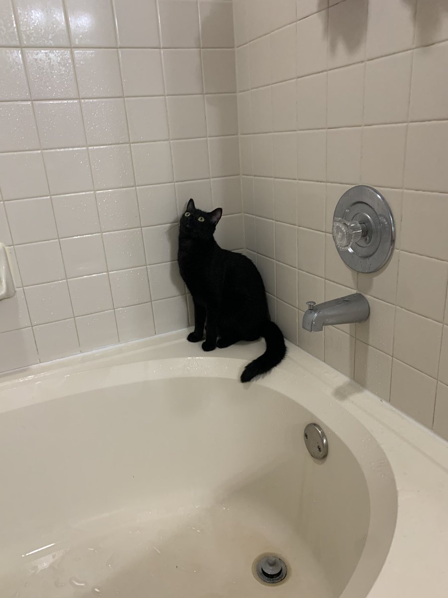 radiabetic's tweet photo. why does he love to sit in wet shower https://t.co/Fc0lhRiqnx