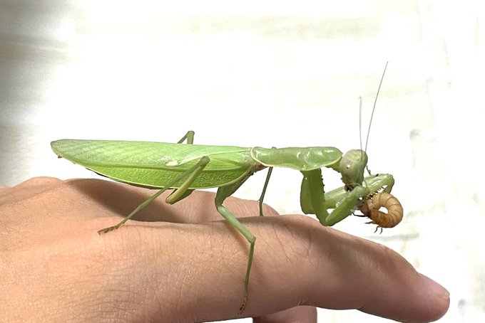 日本のカマキリのtwitterイラスト検索結果