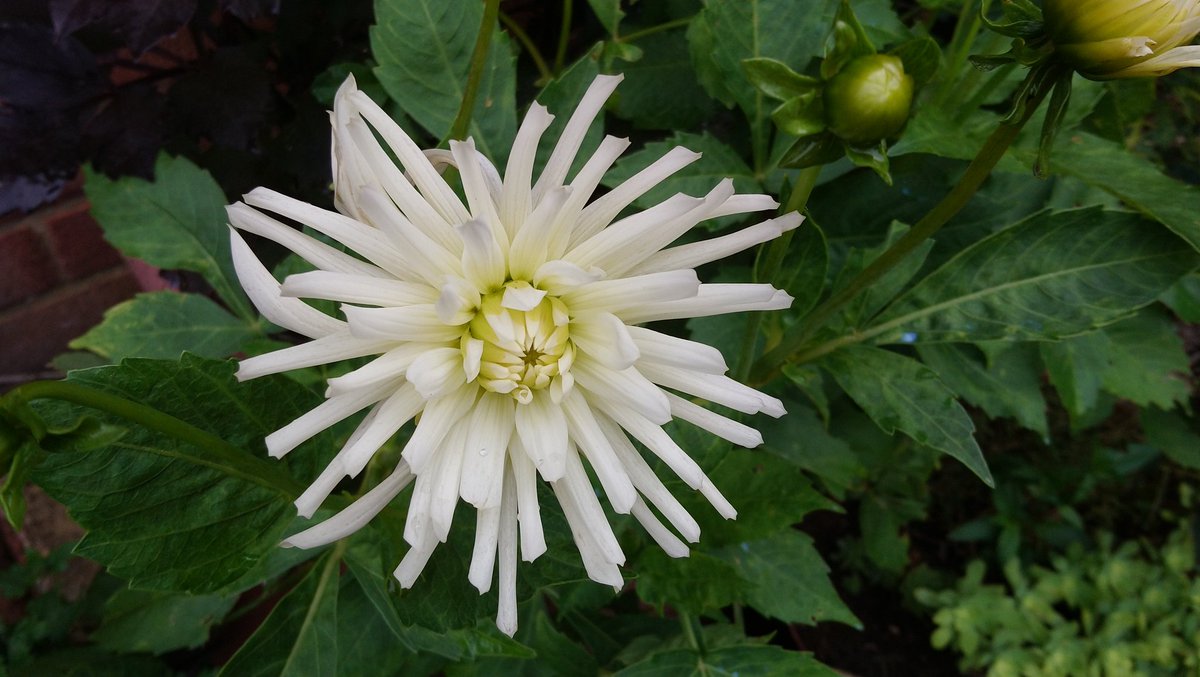 1966Persia's tweet photo. Semi cactus dahlia 'My Love' looking radiant. #Mondaybloom #dailyflowerdisplay https://t.co/jVyZTMbc0N