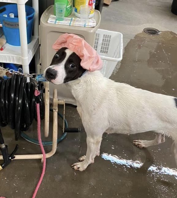 LakeHumaneSoc's tweet photo. Sunday was spa day at LHS! These adorable new shelter guests will be available for adoption later this week and at Mutt Strut on Sunday. Get all the event details here: https://t.co/mJhnMosjbT #NoWaterInMyEars #SpaDay #ShowerCaps #WashYourPaws https://t.co/y5DjYe33Sc