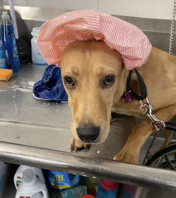 LakeHumaneSoc's tweet photo. Sunday was spa day at LHS! These adorable new shelter guests will be available for adoption later this week and at Mutt Strut on Sunday. Get all the event details here: https://t.co/mJhnMosjbT #NoWaterInMyEars #SpaDay #ShowerCaps #WashYourPaws https://t.co/y5DjYe33Sc