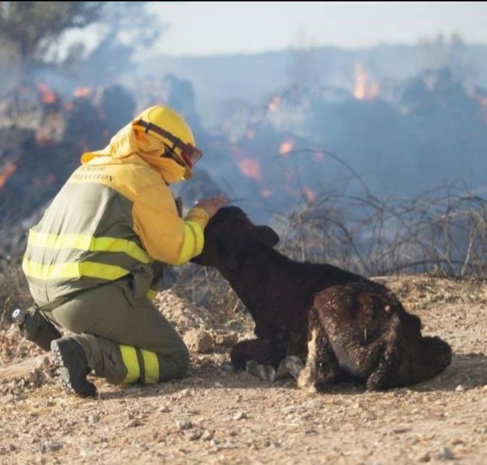 AdoptaK's tweet image. Hoy no nos sale publicar perros felices😢
Todas nuestras fuerzas para los efectivos que estáis trabajando en las labores de extinción👩🏼‍🚒👨🏻‍🚒🧑🏽‍🚒💪🏾
#FuerzaAvila
#AvilaNoTeRindas