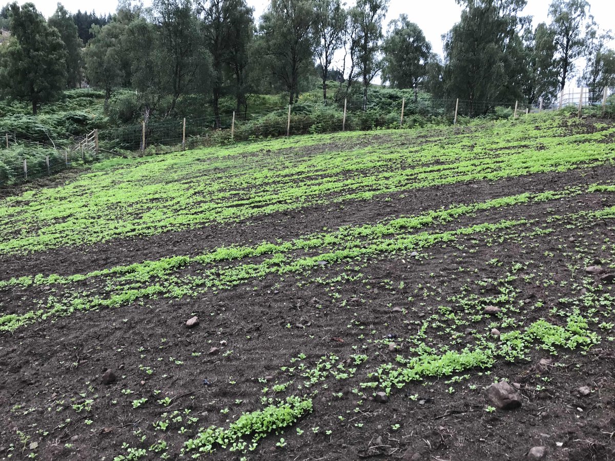 shielingproject's tweet photo. Thanks to epic ground preparation by our pigs, and raking and hand sowing by our Family Campers, we now have a healthy looking start on our field turnips. Winter fodder for the beasts. Lovely! #communitytasks https://t.co/IottB8x4rH