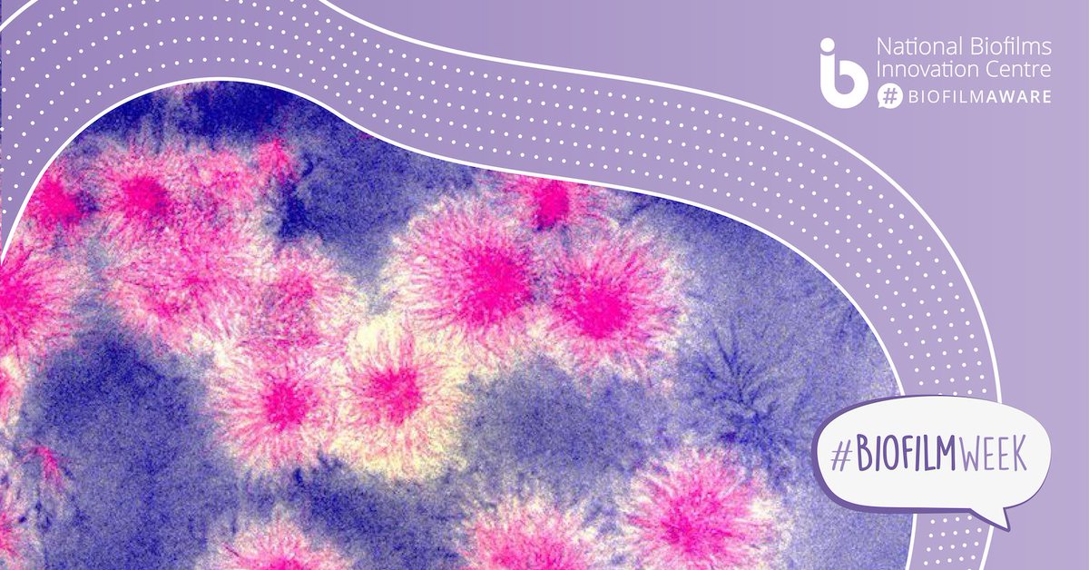 ukbiofilms's tweet photo. 📷This #BiofilmWeek the winners of our #BiofilmsIRL and #BiofilmsInTheLab photo competitions will be announced:

🥉- Tuesday 
🥈- Wednesday 
🥇- Thursday 

Take a look at our new #Biofilm Image Gallery which contains a selection from both competitions. 

🧫https://t.co/ToeMKGw2lC https://t.co/ZodinPb1my