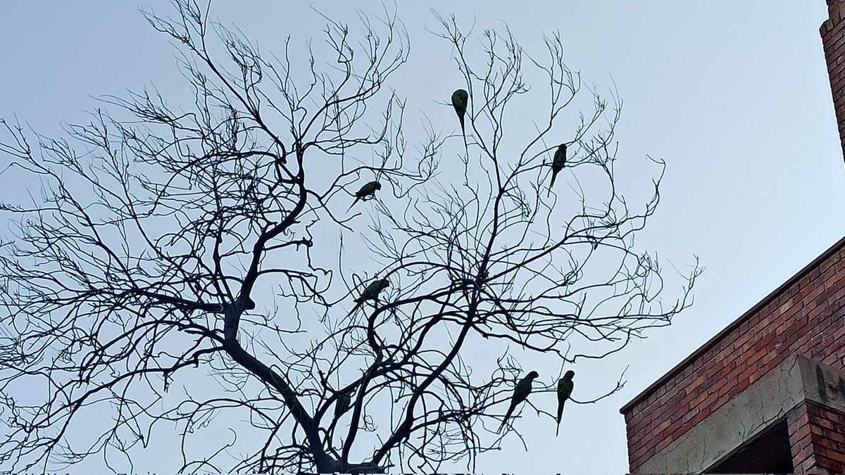 Rohitashwa14's tweet photo. #Random_click the world of #Parrots 
@ParrotStock 
Nature reboots itself periodically
#birdwatching https://t.co/8DYQebSglC