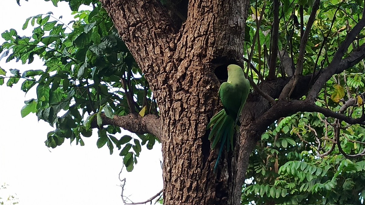 Rohitashwa14's tweet photo. #Random_click the world of #Parrots 
@ParrotStock 
Nature reboots itself periodically
#birdwatching https://t.co/8DYQebSglC