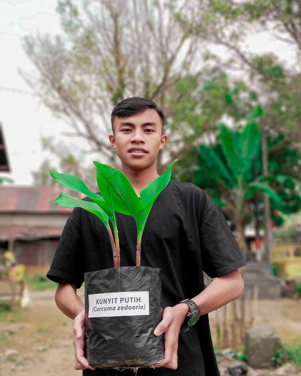 akiyasuull's tweet photo. Manfaat 𝗞𝘂𝗻𝘆𝗶𝘁 𝗽𝘂𝘁𝗶𝗵  𝑪𝒖𝒓𝒄𝒖𝒎𝒂 𝒁𝒆𝒅𝒐𝒂𝒓𝒊𝒂
1. Obat Alergi Alami
2. Mencegah Kanker
3. Mengatasi Masalah Pencernaan
4. Penawar Bisa Ular

#pkkmbfmipaunnes2021 #AbinayaNaratama #Menanam1000TanamanObat #FmipaUnnesMenanam #GenerasiTangguhUngguldanBermakna https://t.co/Op19ZOWvTC