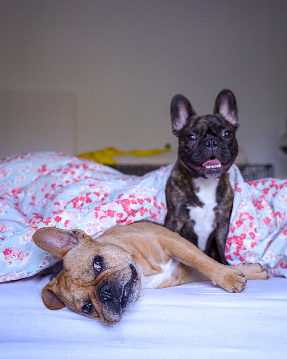 🐶😴 | Did you know? 👇🏼
Sleeping next to your dog makes you fall asleep faster, reduces depression and makes you live longer.

 #frenchie #frenchbulldog #dog #dogstagram #dogsofig #frenchiesofig #frenchielover #doglover #puppylover #dogpuopy #frenchiepuppy #puppy #dogsl