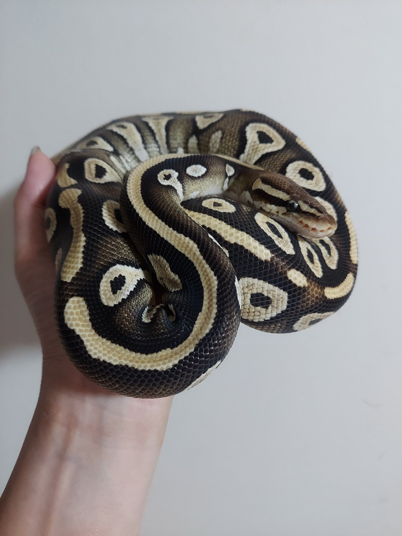 ট ইট র Ball Bloom 19 Sold サイプレスパステルモハベ ボールパイソン 多摩ボールパイソン Ballpython Tamaballpython ボールパイソン販売 T Co Xbjta8utwj ট ইট র