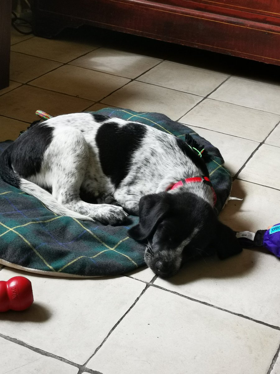 J'ai hésité à l'appeler Kalon quand même ma Seven ❤️