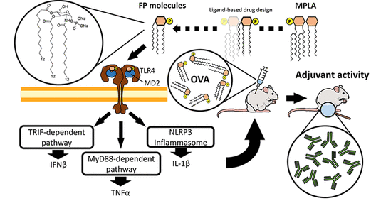 Synthetic Glycolipids as Molecular Vaccine Adjuvants: Mechanism of Action in Human Cells and In Vivo Activity. #BtBsPub <a href="/UNIMI/">namlet00</a> #PeriLab_BtBs pubs.acs.org/doi/10.1021/ac…